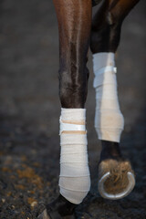 white polo wraps on horses lower legs for leg protection horse shoe visible on horses foot vertical format room for type horses lower legs close up thoroughbred race horse leg protection on the track