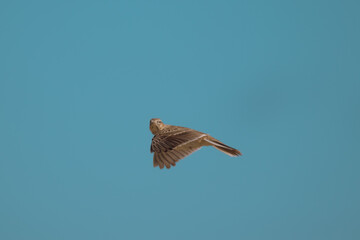 Sky lark flying catching food 