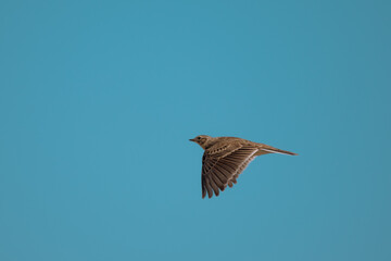 Sky lark flying catching food 