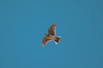 Sky lark flying catching food 