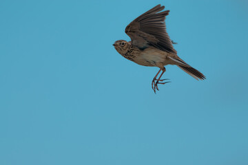 Sky lark flying catching food 