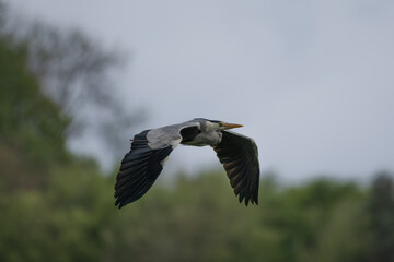 Majestic Grey Heron soaring the skies 
