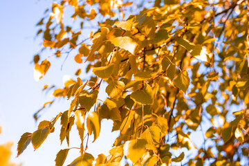 Fototapeta premium Yellow birch leaves on an autumn sunny day. Autumn background