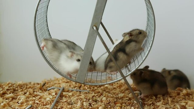 Little hamsters are playing on the wheel. 