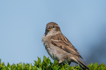 House Sparrow looking for seeds 