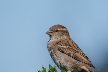 House Sparrow looking for seeds 