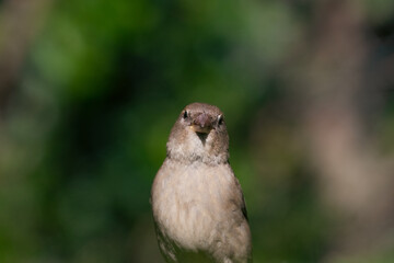 House Sparrow looking for seeds 