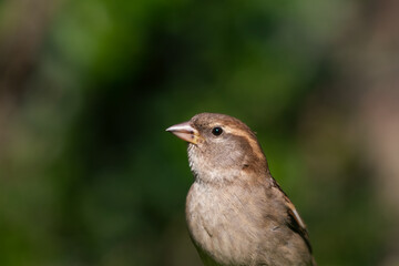 House Sparrow looking for seeds 