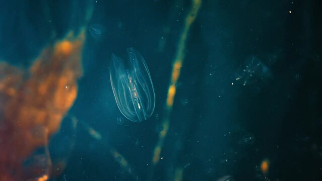 Minuscule Mnemiopsis leidyi, called "sea nut". Ctenophore belonging to the Bolinopsidae family. Carnivorous animal of the Adriatic sea. Marine microorganisms swim in the sea. 