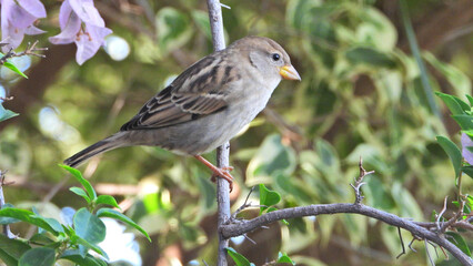 Bird perched sitting on a twig close up. Side profile of Spanish sparrow on tree branch amidst green leaves. Pink and white Bougainvillea plant green garden in blur background. 