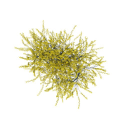 bush, top view, isolate on a transparent background, 3D illustration, cg render
