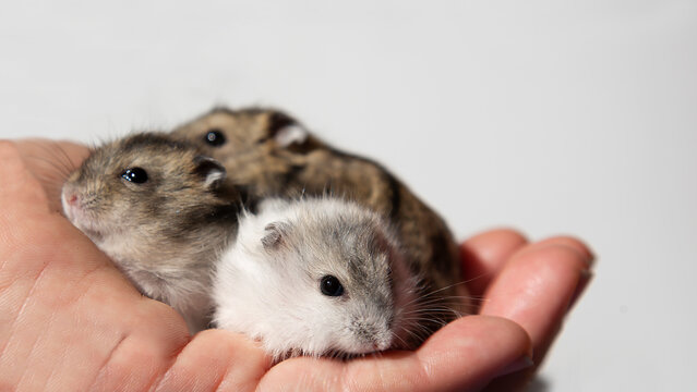 Cute Young Hamsters In The Caring Hands Of The Owner. 