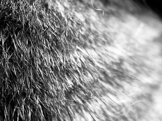 Cat fur close-up