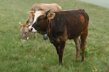 Naklejka na ściany i meble Cows with bells around their necks graze on Ukrainian fields and mountains.