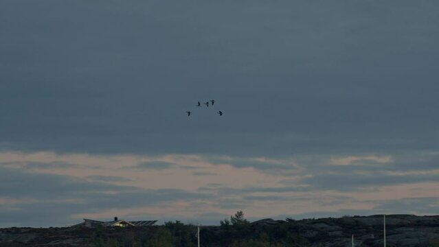 Small group of geese fly at dusk. Evening falls and the animals migrate under a cloudy sky. Water birds fly over a Swedish harbor. 4k slow motion video.
