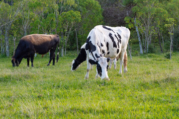 Vacas blanco y negro y toro pastando 