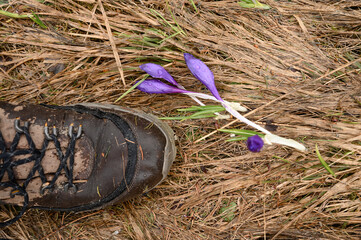 Spring crocuses, crocus flower on a background of dry grass. Dew soaked hiking shoes.