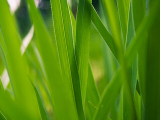 Fototapeta na wymiar green tall grass background 