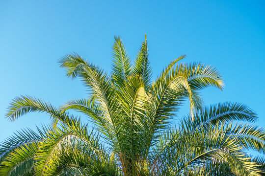 Top of the palm tree (canary phoenix) located on the market square in Katowice, Silesia, Poland, against blue sky in the morning sun.