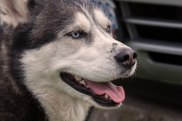 A blue-eyed family pet.