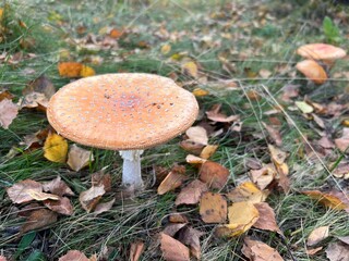 mushroom in the forest