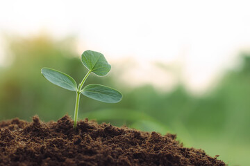 Pumpkins Seedlings are thriving from fertile soil, ecology concept. new life is coming,closeup	