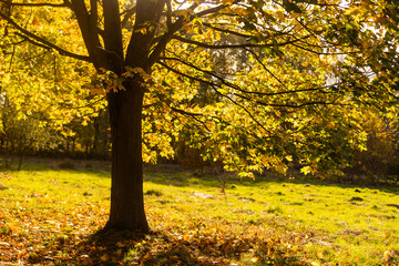 Beautiful autumn landscape with yellow trees and sun. Colorful foliage in the park. Falling leaves natural background