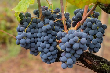 Grappoli d'uva. Vitigno Cesanese del Lazio