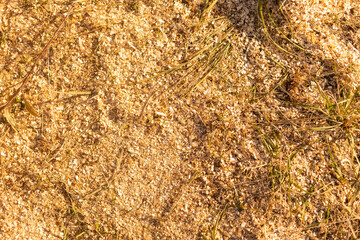 Sawdust or wood dust texture background. Wood sawdust background closeup. Sawdust floor texture. Top view above. Saw dust texture, close-up background of sawdust.