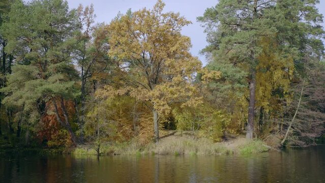lake in forest autumn nature landscape in sunny day view on park with pines and deciduous trees bright colored foliage