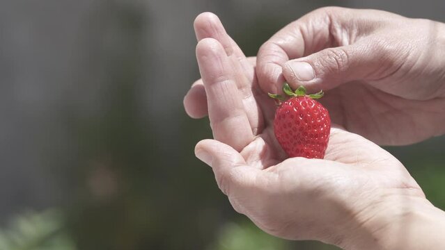 Fresh red delicious straberries in woman hand.