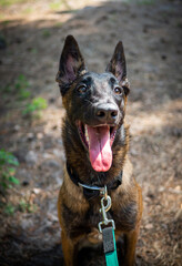 Portrait of a Belgian shepherd dog, on a walk in a green park.