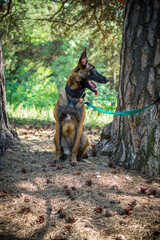 Portrait of a Belgian shepherd dog, on a walk in a green park.