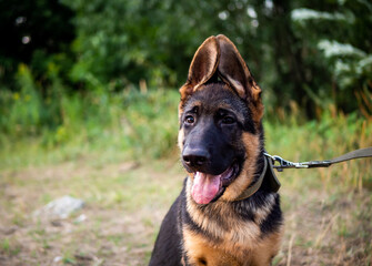 Portrait of a German Shepherd puppy.
