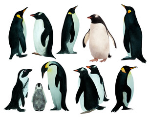 Penguins, arctic, animals, illustration, invitation, decoration, hand drawn, watercolor, realistic
