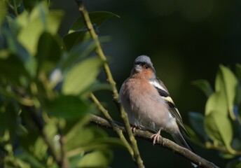 Fototapeta premium Fringuello