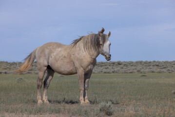 Fototapeta na wymiar Beautiful Wild Horse in the Wyoming Desert in Summer