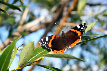 Red Admiral butterfly (Vanessa Atlanta) resting on a tree plant during the summer season.