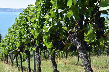 Fototapeta na wymiar Grapevines with Red Wine Grapes on Lake Constance in Southwestern Germany