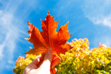 red maple leaf in a hand on the background of a blue sky and maple tree
