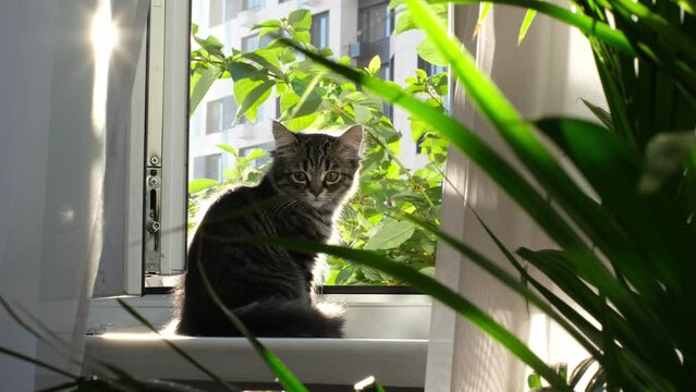domestic cat breathes fresh air sitting by the open window. curious kitten watching the street sitting on the windowsill. sun's rays shine through the transparent tulle. wake up morning. power of pets