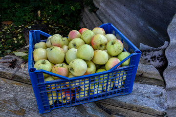 apple in a plastic box