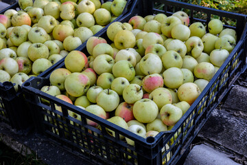 apple in a plastic box