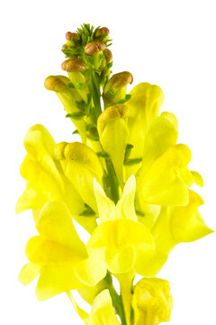 yellow toadflax flower