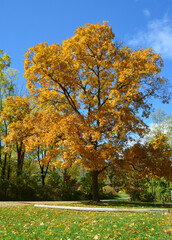 autumn tree in the fall