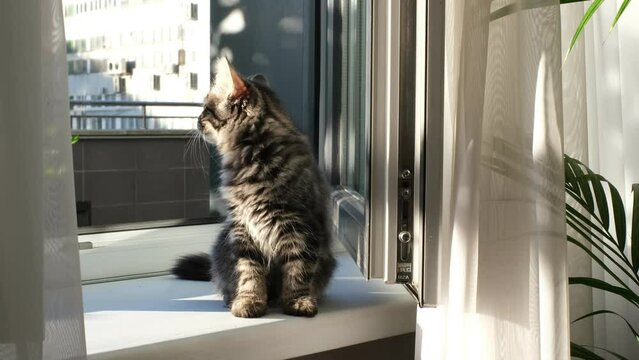 gray little kitten sitting on the windowsill, looks out the window, illuminated by the bright rays of the dawn sun from the window near a green houseplant.