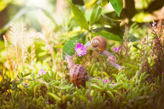 Beautiful shot of snails crowling on plants in a scenic field