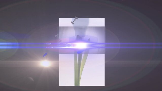 Animation of lens flare over plant and light bulb in white box against black background