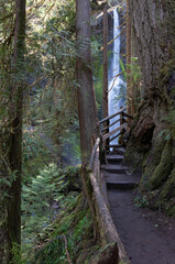 Obraz premium A walk to the Marymere Falls, Olympic Peninsula, USA