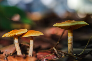 California mushrooms grow in a clearing on a sunny morning in the shade of trees on a blurred background, the sun's rays fall on the mushrooms, autumn composition. Soft selective focus